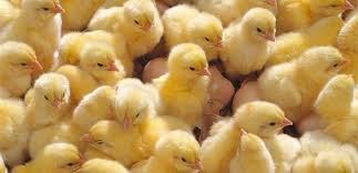 المميزات الوراثية لتربية الدجاج – الفراخ