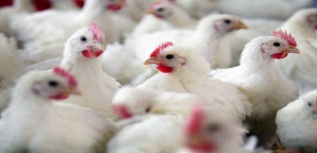 العوامل المؤثرة على إنتاج لحم دجاج االتسمين